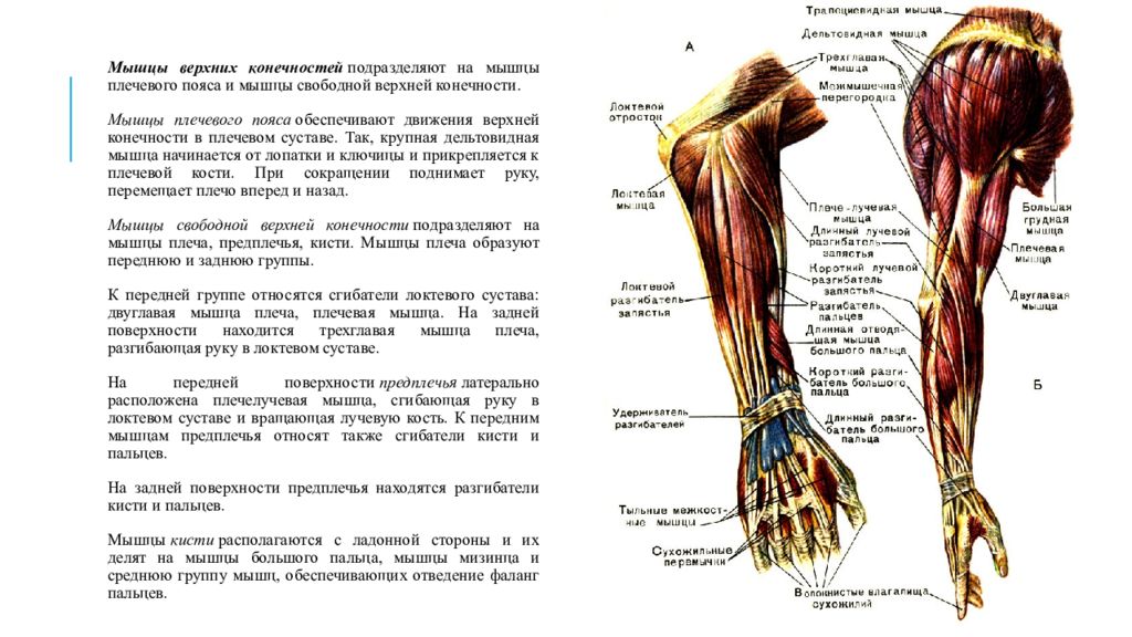 Мышцы плеча и предплечья рисунок