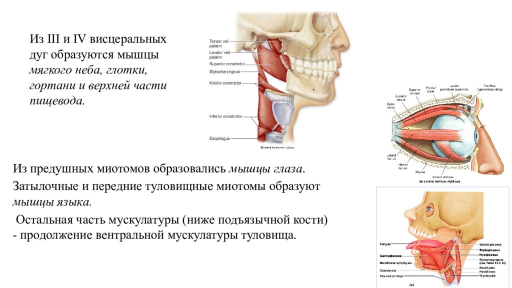 Глотка неба. Мышцы мягкого неба и глотки. Мышцы мягкого неба схема. Мышцы мягкого неба анатомия.