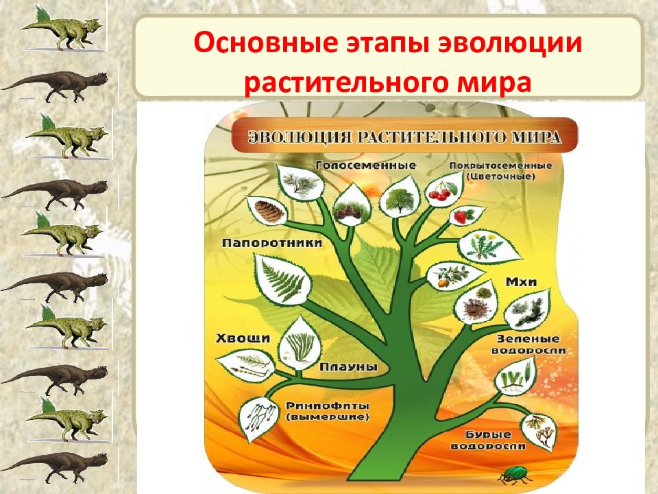 Порядок появления растений на земле схема