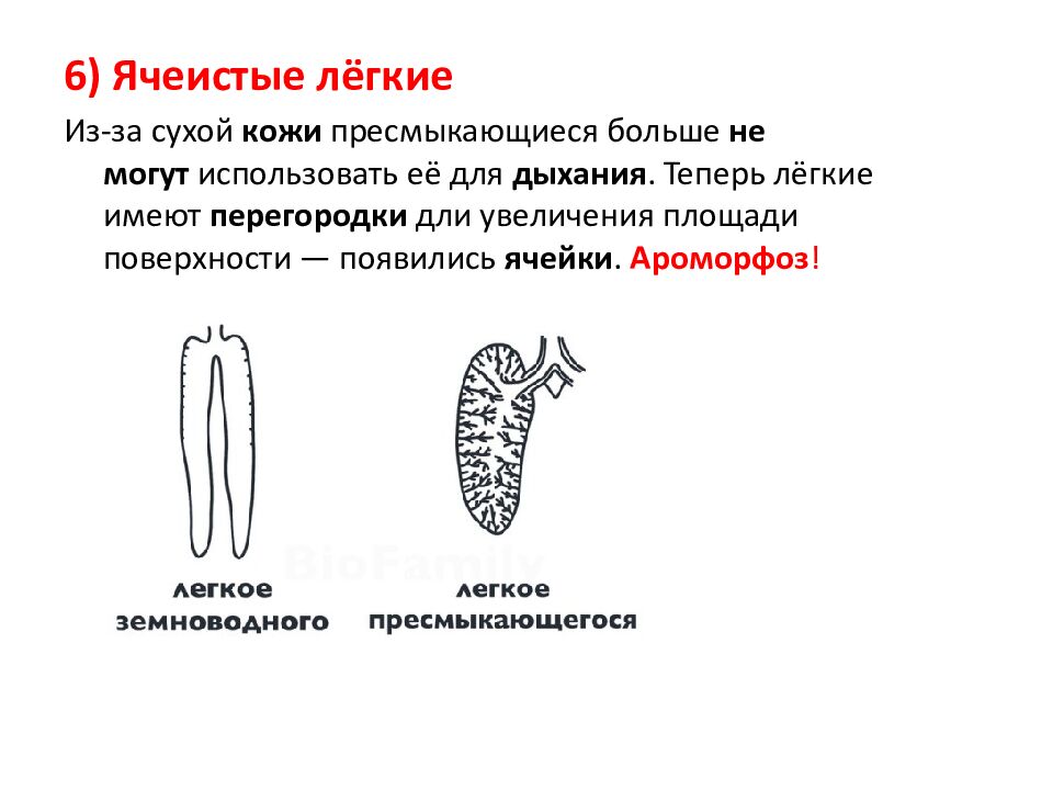 Ароморфозы пресмыкающихся