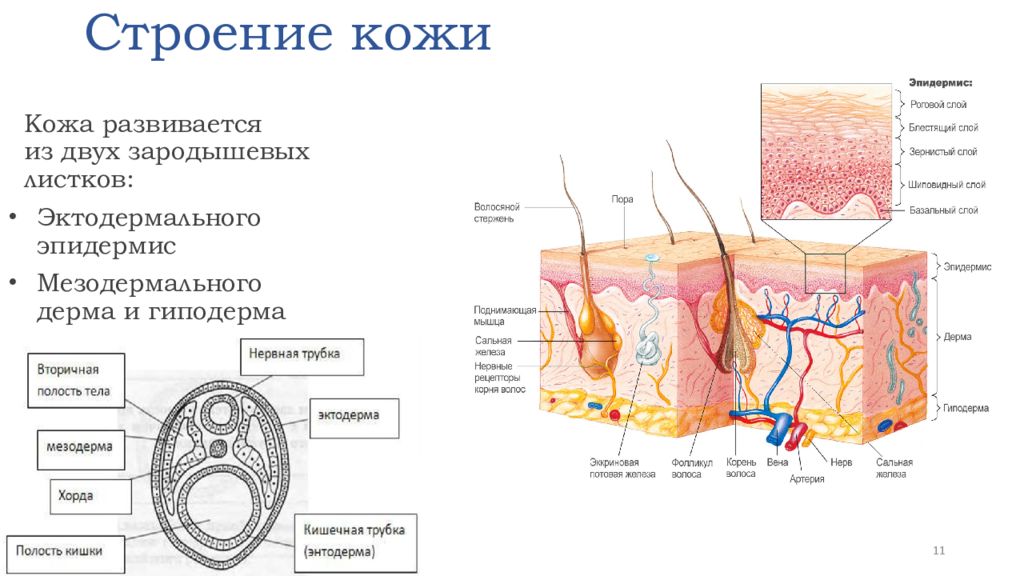 Строение кожи рисунок 71