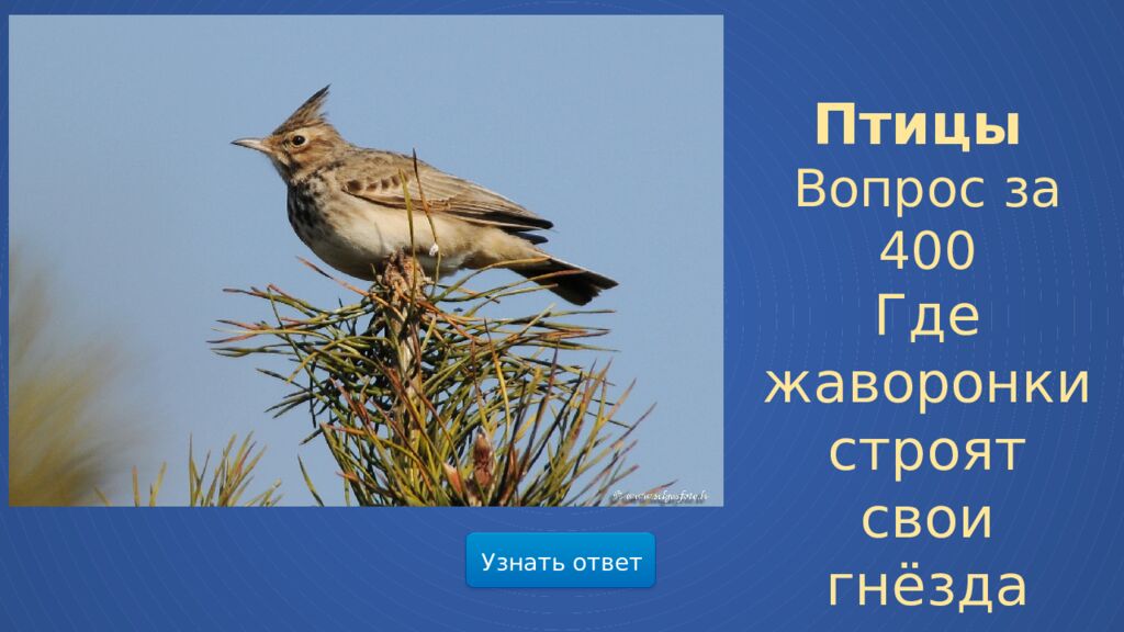 Мир весенней природы