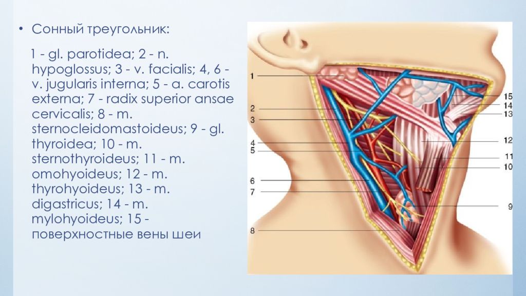 Операции на шее топографическая анатомия презентация