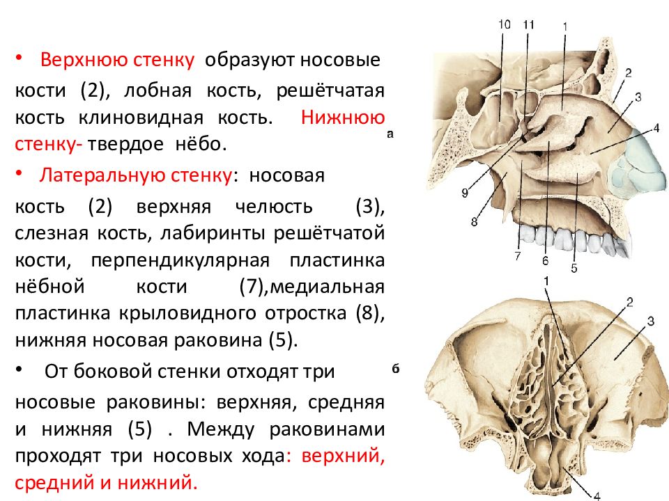 Отростки решетчатой кости. Решётчатая кость черепа. Слезная кость черепа. Решётчатая кость черепа перелом.