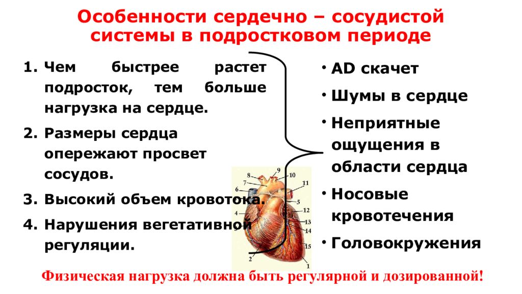 Особенности сердца. Афо сердца. Возрастные особенности ССС У детей. Перечислите возрастные особенности сердечно-сосудистой системы. Анатомо-функциональная характеристика сердечно-сосудистой системы..