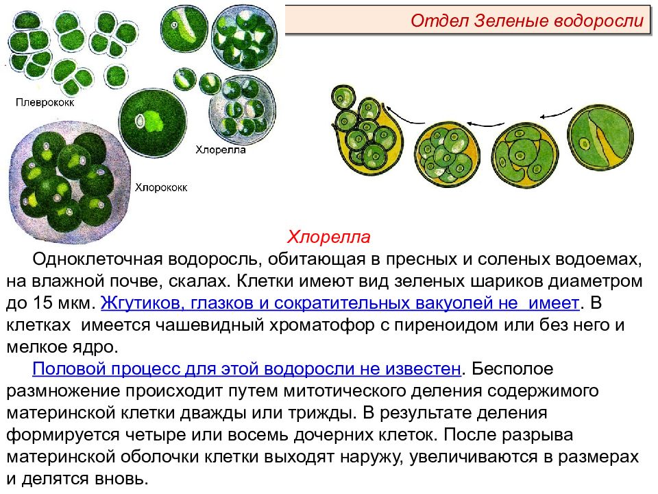 Наличие хроматофор. Одноклеточная водоросль хлорелла. Хроматофор хлореллы. Клетка низших растений. Чашевидный хроматофор у водорослей.