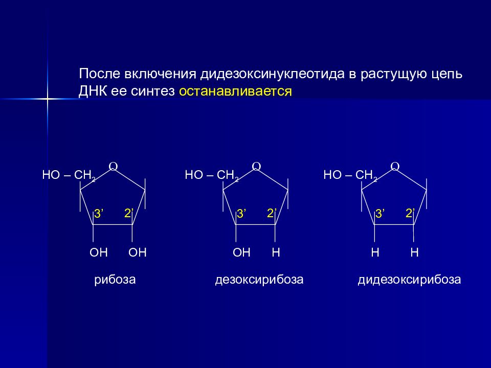 Рибоза характеристика. Синтез дезоксирибозы. Рибоза и дезоксирибоза. Дидезоксинуклеотид. Дезоксирибоза в ДНК.