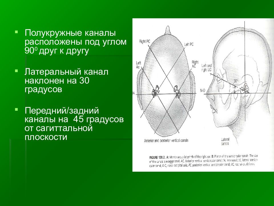 Канал находится. Расположение полукружных каналов. Полукружные каналы плоскости. Плоскости расположения полукружных каналов. Три плоскости расположения полукружных каналов.