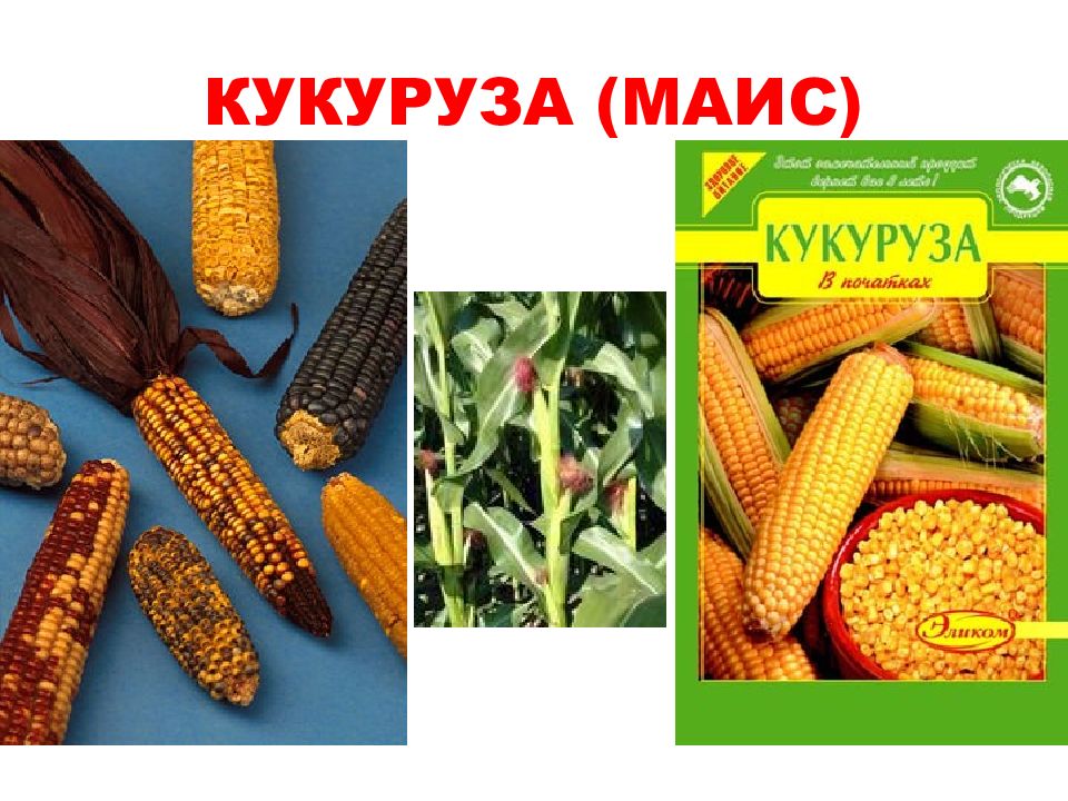 Кукуруза маис фото