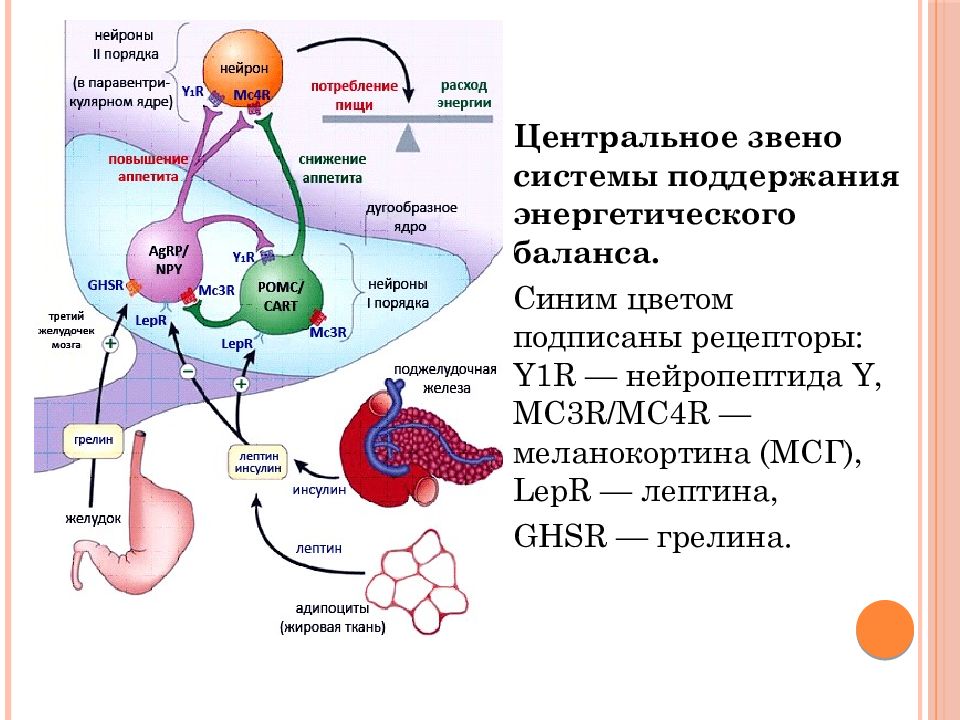 Кортизол и инсулин взаимосвязь схема