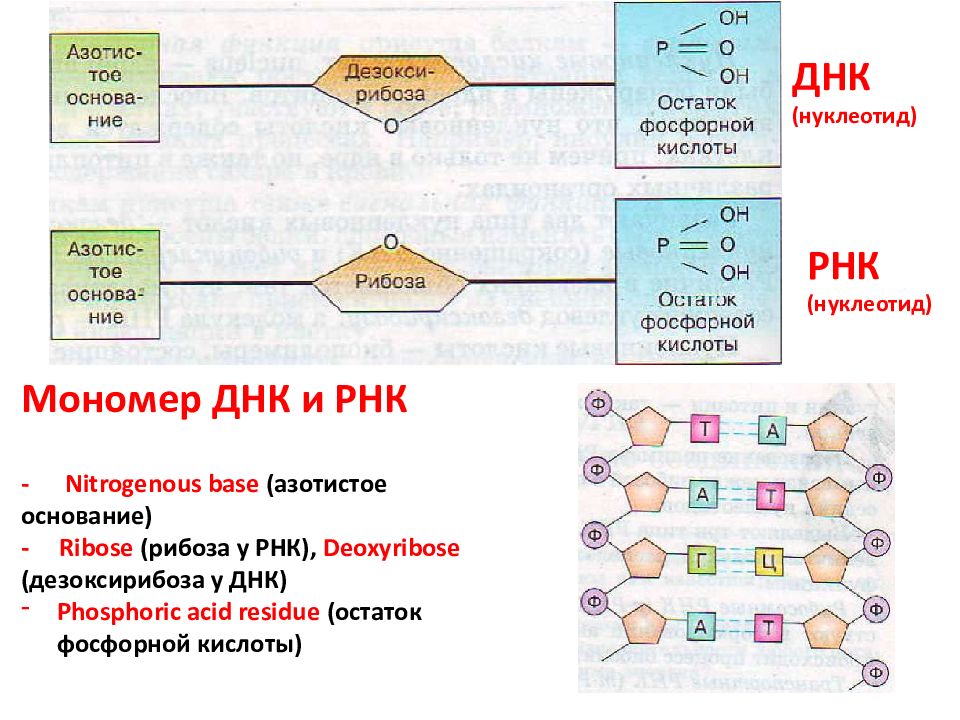 Фосфорная кислота днк. Остаток фосфорной кислоты ДНК. Остаток фосфорной кислоты ДНК И РНК. Остаток фосфорной кислоты РНК. Остаток фосфорной кислоты ДНК И РНК формула.