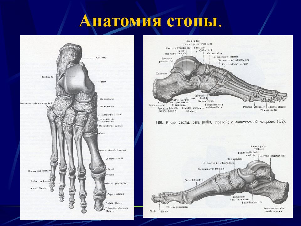 Строение стопы ноги человека фото с описанием