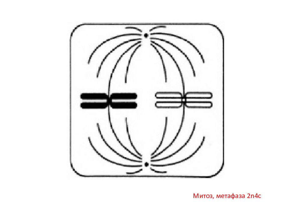 Метафаза мейоза. Метафаза митоза ЕГЭ. Метафаза мейоза ЕГЭ. Метафаза 2 мейоза ЕГЭ. Метафаза мейоза 1 без подписи.