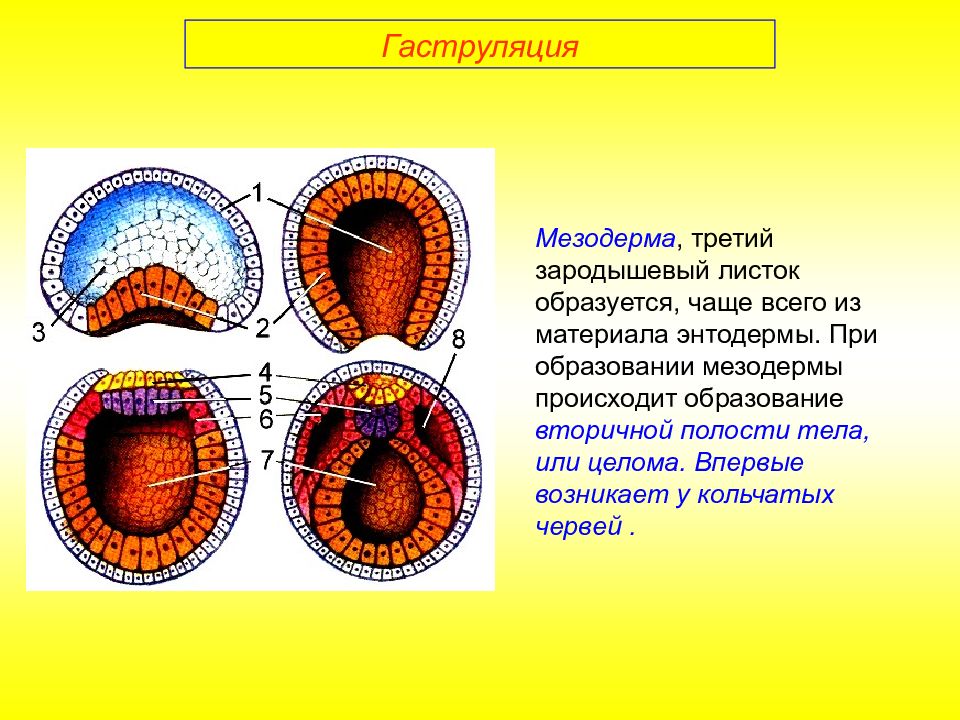 Онтогенез дыхательной системы презентация