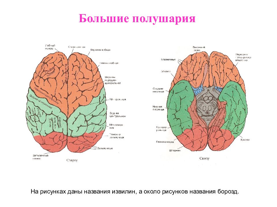 Малые полушария. Строение полушарий головного мозга. Строение полушарий борозды. Большие полушария. Полушария большого мозга.