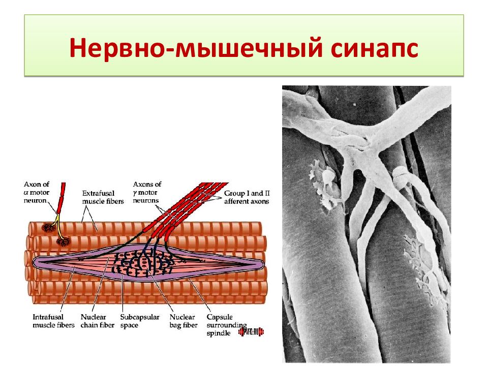 Нервные мышцы. Нервно-мышечный синапс скелетного мышечного волокна. Схема нервно мышечного синапса. Нарисуйте строение нервно мышечного синапса. Нервно мышечный синапс скелетной мышцы.