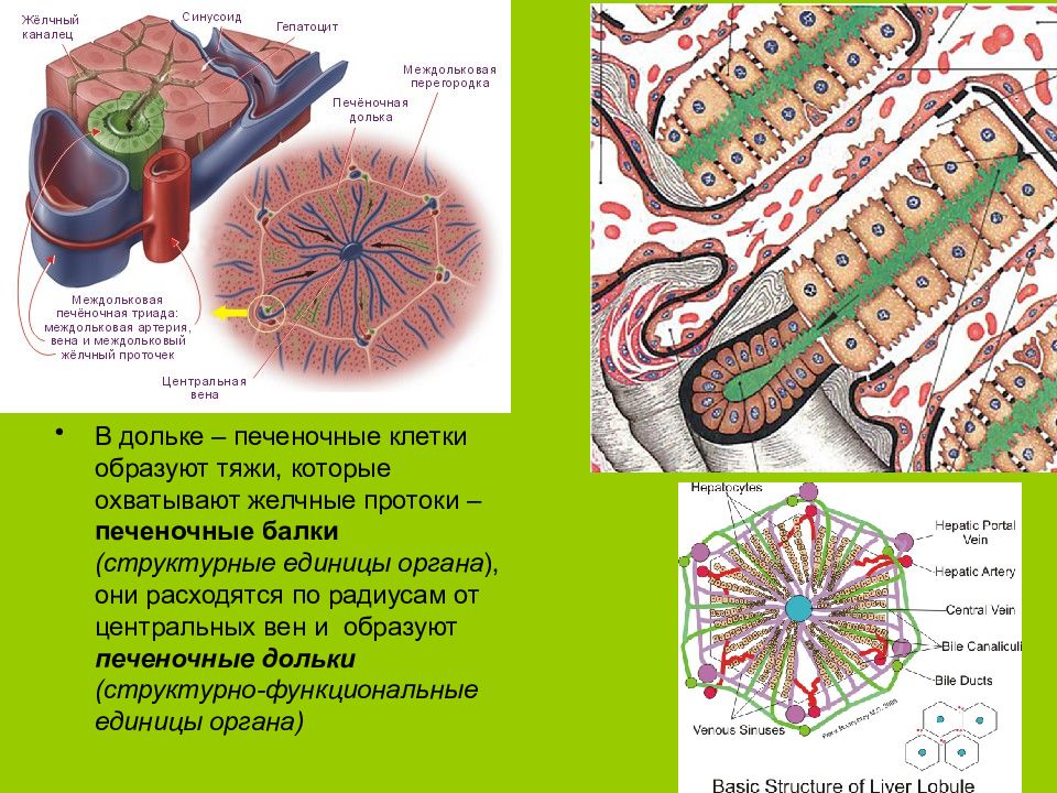 Печеночная долька анатомия рисунок