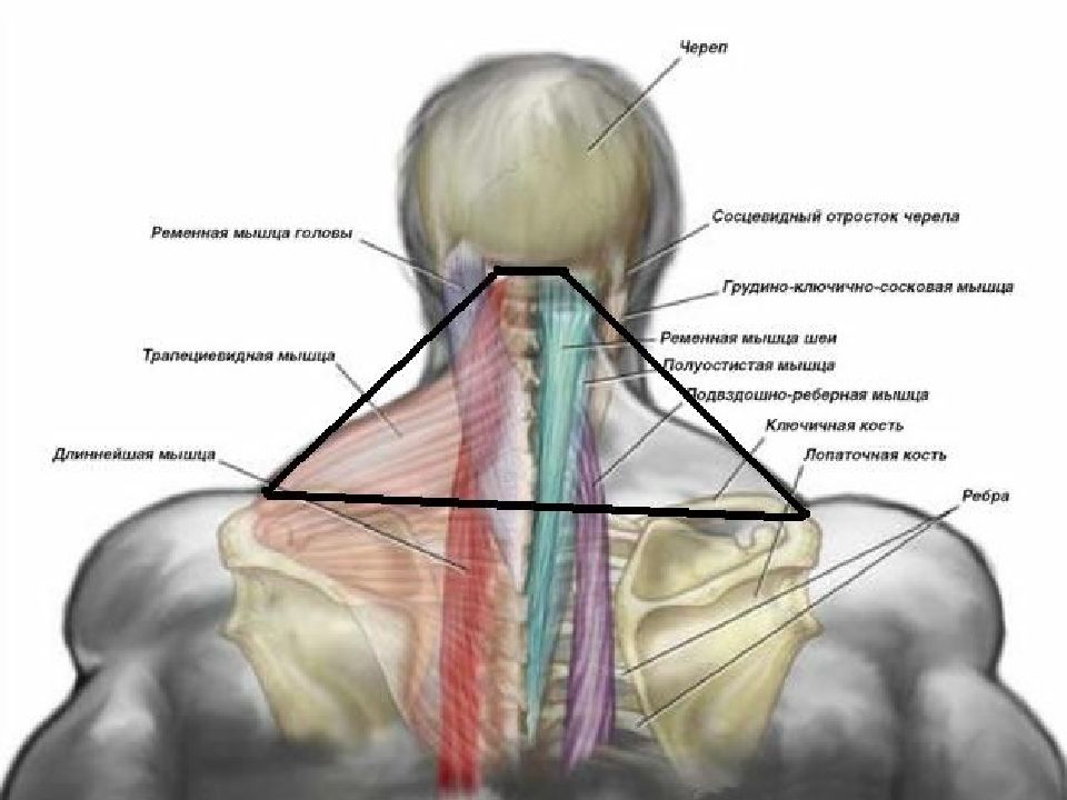 Строение Шеи Сзади Фото