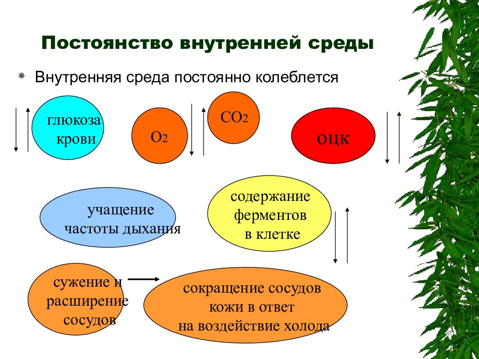 Постоянство внутренней среды. Постоянство внутренней среды в клетке. Растение ночью внутренняя среда. Функции печени для поддержания постоянности внутренней среды.