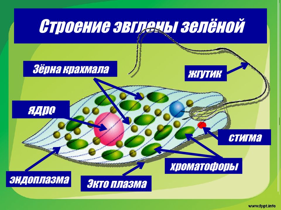 Презентация на тему жгутиконосцы 7 класс