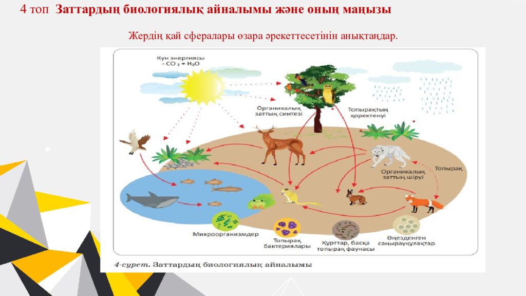 Қайырлы күн,оқушылар!