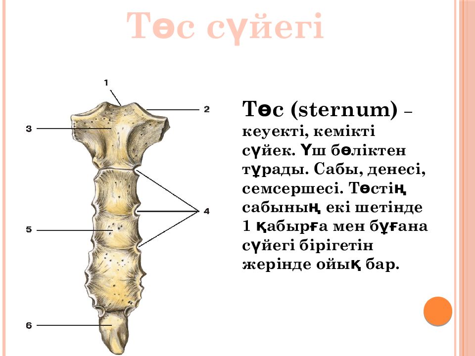 Адам анатомиясы презентация