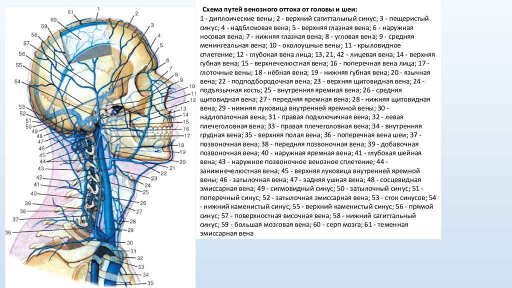 Вены шеи