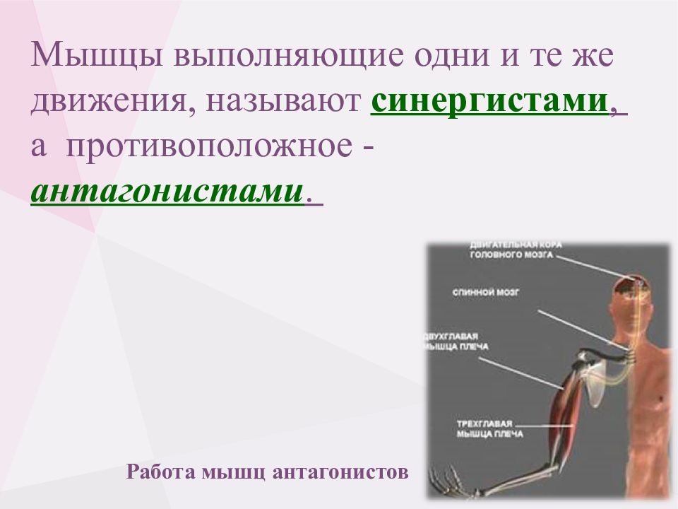 Мышцы противоположного. Мышцы агонисты и синергисты таблица. Мышцы антагонисты и синергисты. Мышцы человека синергисты и антагонисты в таблице. Работа мышц антагонистов и синергистов.