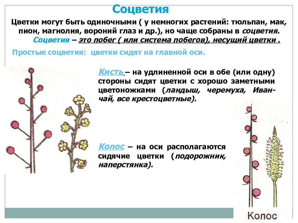 Соцветия и плоды. Побеги несущие цветки соцветия. Синквейн соцветие. Соцветие на главной оси которого располагаются сидячие цветки.