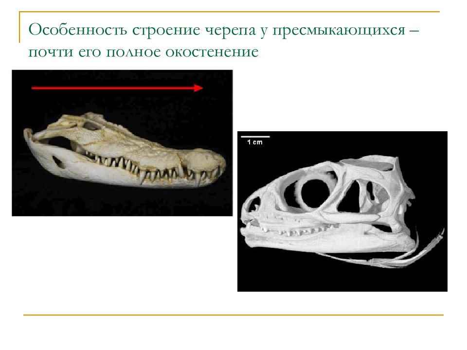 Пользуясь рисунками сравните строение черепа у зверозубой рептилии и собаки