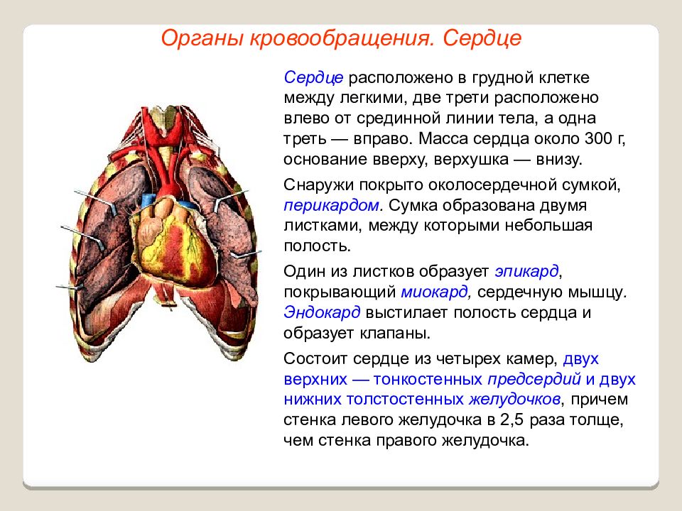 Сердце снизу. Снизу сердца какой орган. Легкие и сердце расположение.