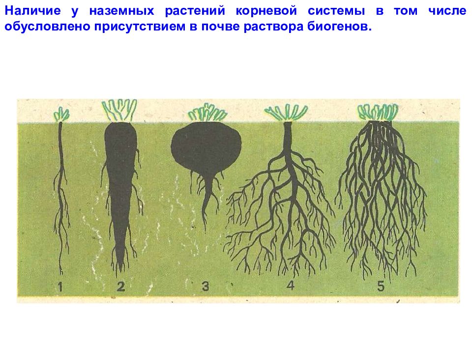 Корень растения картинка