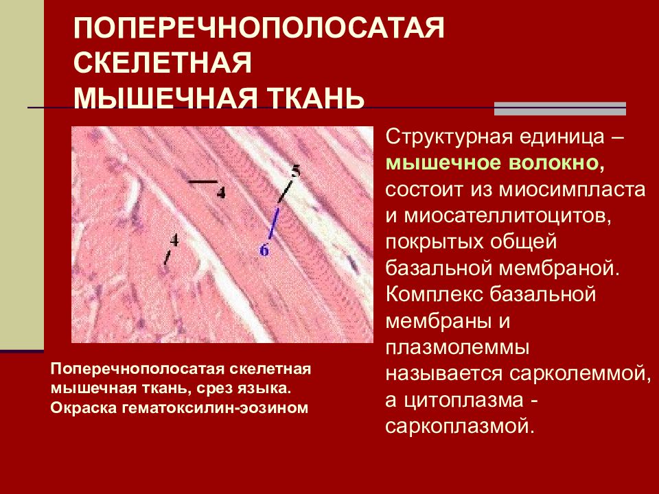 Структурная единица мышечной ткани