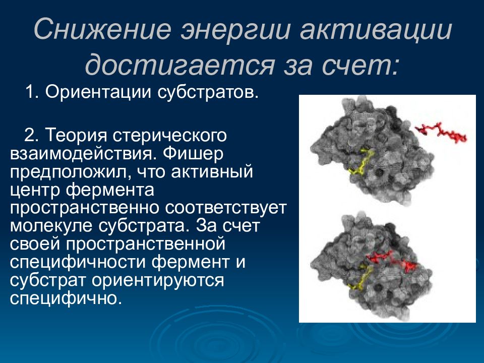 Сокращение энергии. Активный центр понижает энергию активации. Стерические взаимодействия. Ориентация субстрата. Снижение энергии.