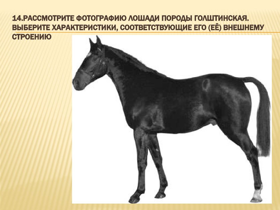 Рассмотрите фотографию пятнистой лошади породы американская миниатюрная и выполните задания