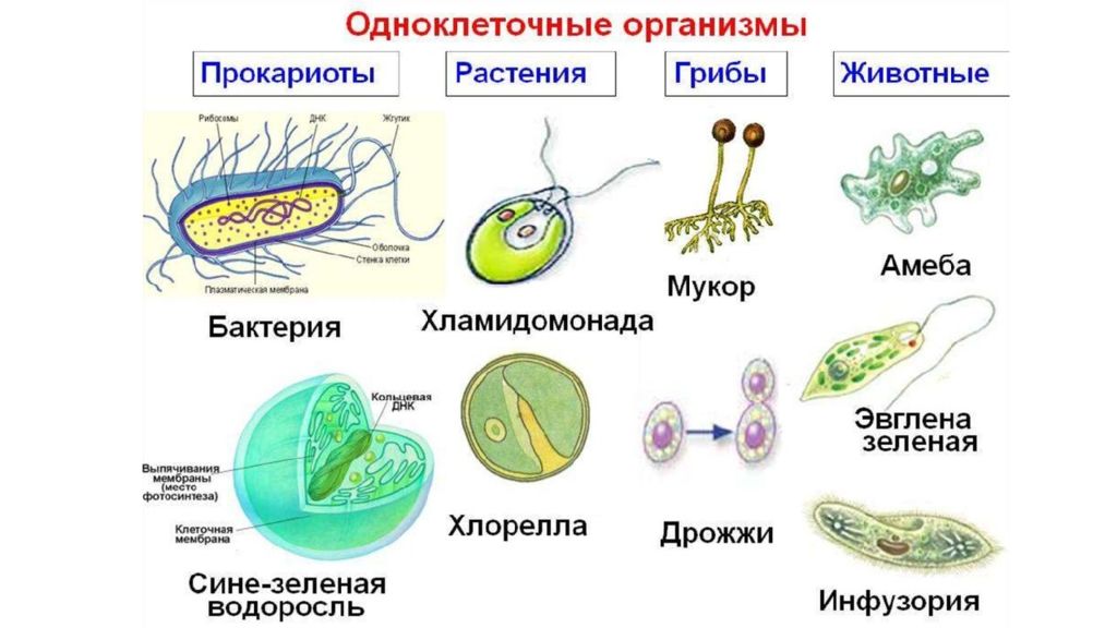 Докажите что план строения тела одноклеточных соответствует общим чертам организации ядерных клеток