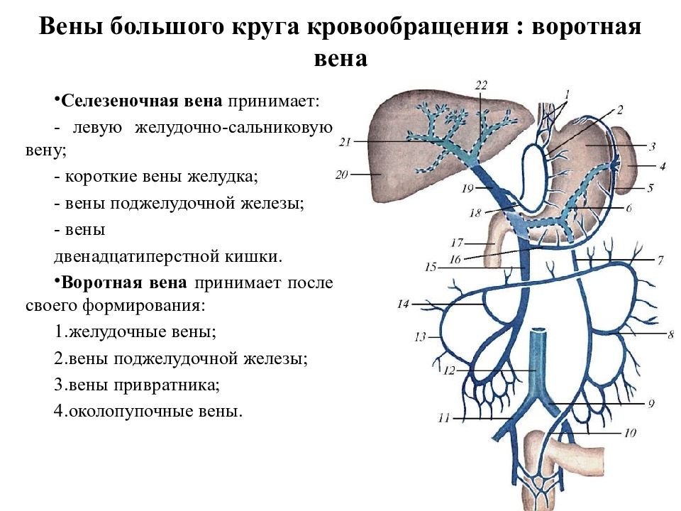 Вены печени норма. Селезеночная Вена анатомия. Система портальной вены анатомия. Селезеночная Вена ветвь.