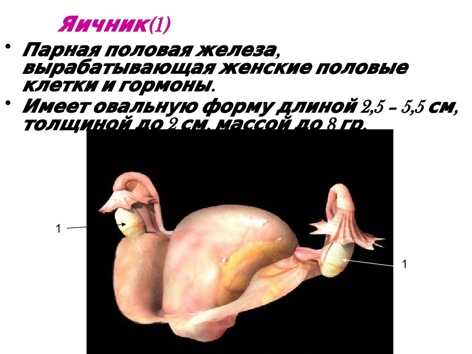 Анатомия и физиология женских половых органов презентация