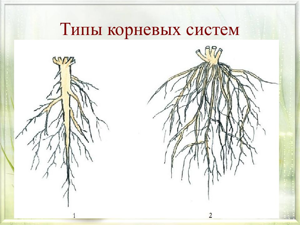 Какие существуют корни. Типы корневых систем. Типы Корнев ых системы. Типы корневых систем у растений. Тип корневой системы Тип корневой системы.