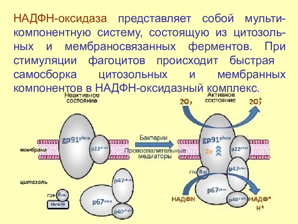 Образование надф н