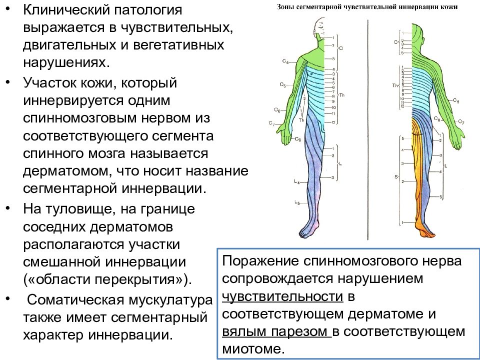 Спинномозговые нервы образования сплетения