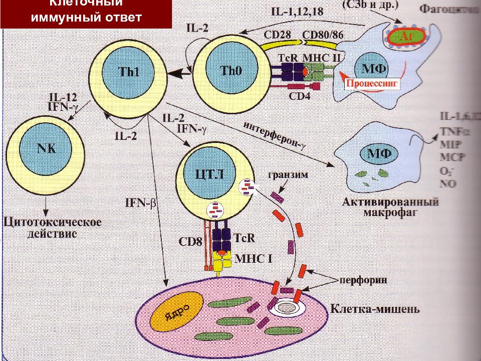 Схема клеточного и гуморального иммунитета