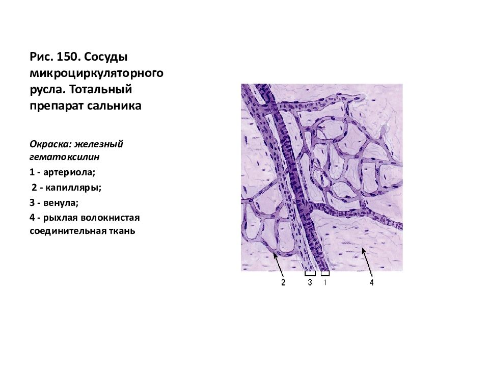 Микроциркуляторное русло гистология рисунок