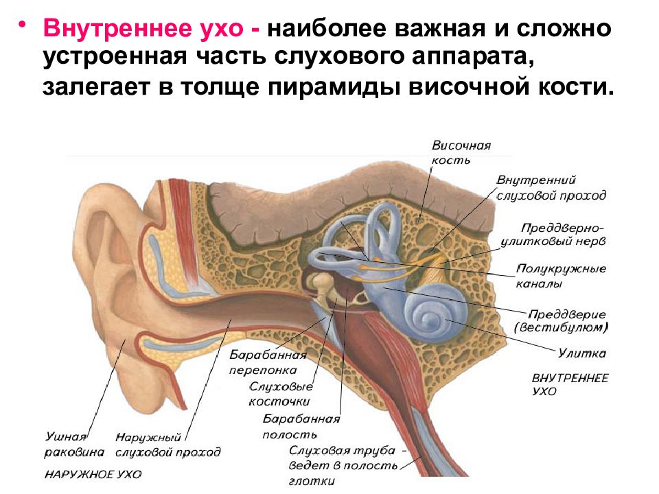 Среднее ухо схема