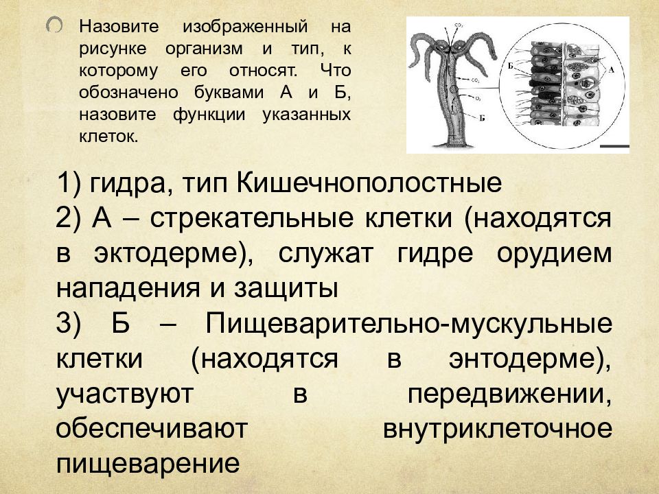 Назовите изображенный на рисунке организм. Назовите организм, изображённый на рисунке. Назовите изображение на рисунке организм. Назовите на рисунке организм и Тип к которому его относят. Назовите клетки обозназначенные буквой а.