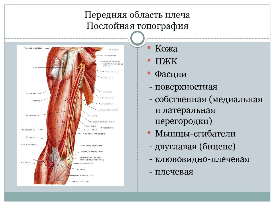 Презентация топографическая анатомия