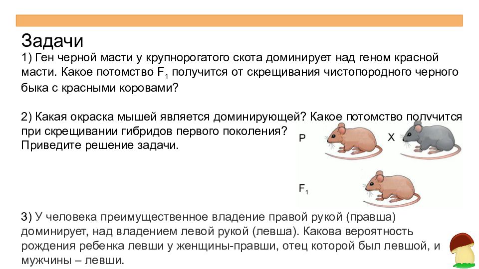 Какое потомство получится. Ген черной масти у крупнорогатого скота доминирует над геном красной. Ген черной масти у крупнорогатого скота. Ген черной масти у кроликов доминирует над геном белой масти. Ген черной масти доминирует над геном красной какое.