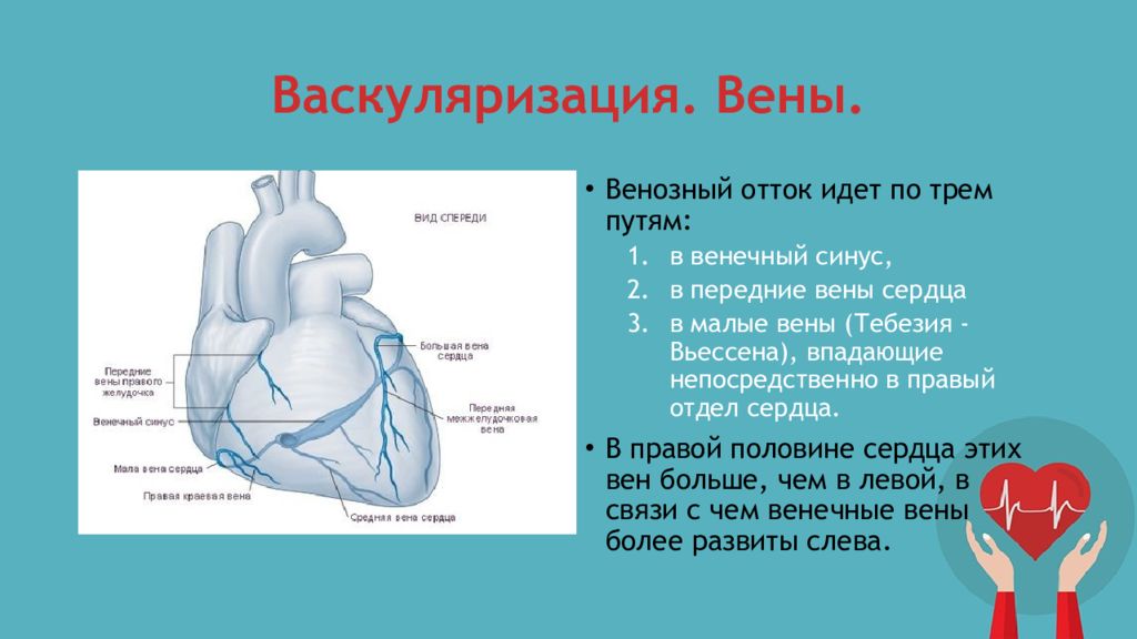 Вен сердца. Система венечного синуса сердца. Венозный венечный синус сердца. Венозный коронарный синус.