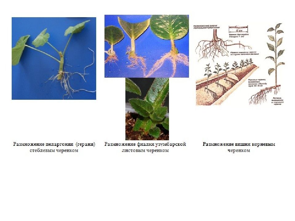 Размножение важнейшее. Вегетативное размножение пеларгонии. Стеблевой, листовой корневой черенки. Размножение герани стеблевыми черенками. Размножение с помощью листового черенка.