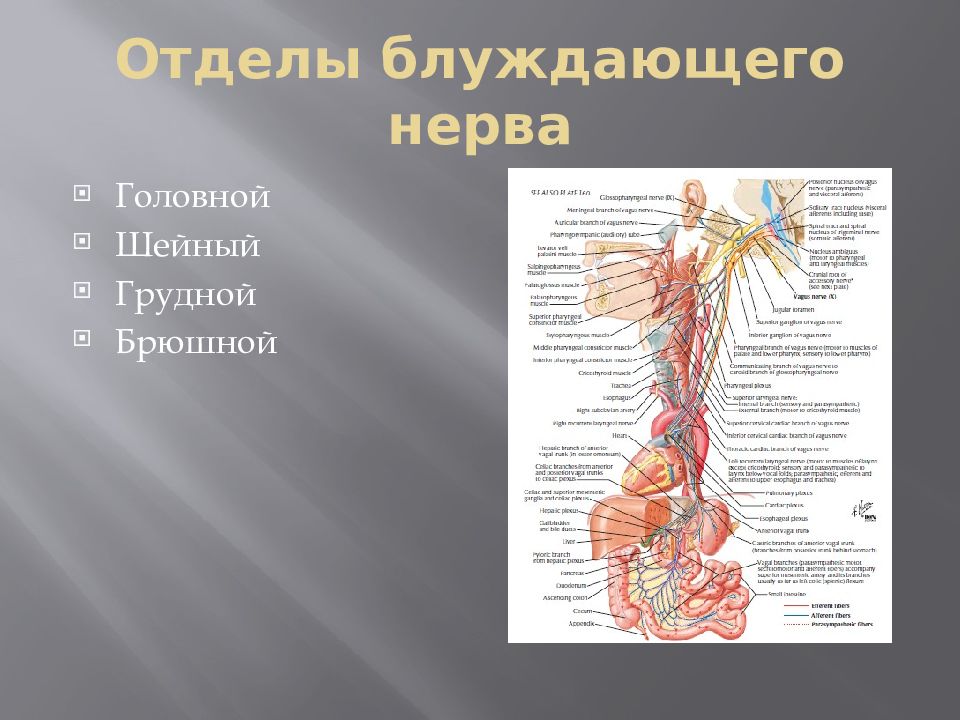 Ход блуждающего нерва схема